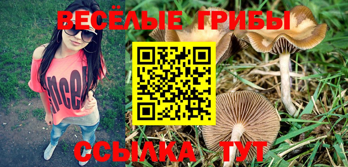Псилоцибиновые грибы Psilocybine cubensis Апшеронск
